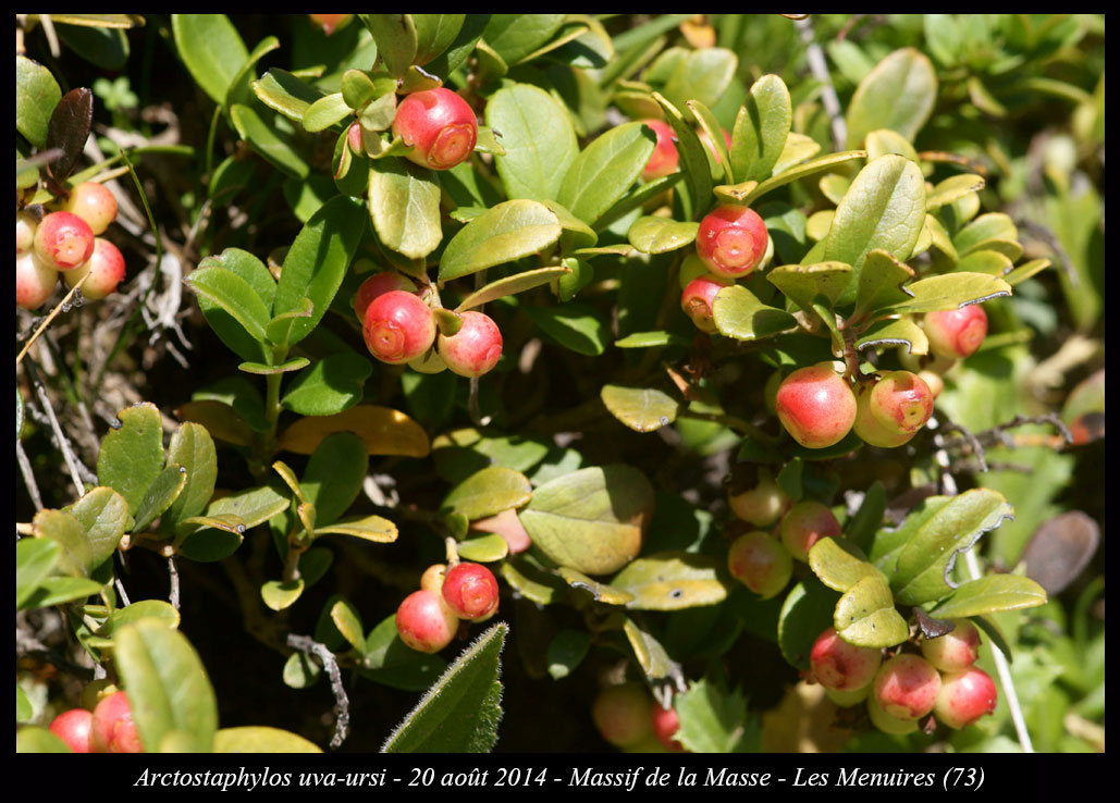 Arctostaphylos uva-ursi
